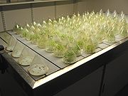 A germination rate experiment
